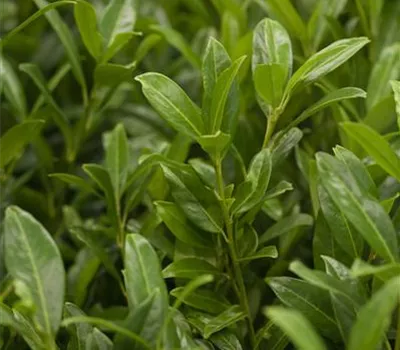 Prunus lauroc.'Herbergii'