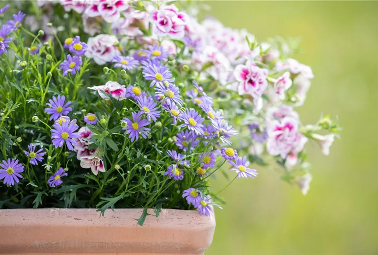 Brachyscome multifida 'Delight Mauve' Brachyscome multifida 'Delight Mauve'