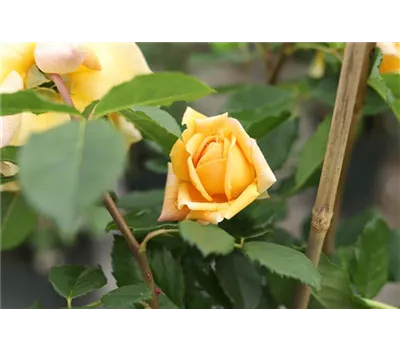 Rosa 'Golden Celebration' -R- STR VI Rosa 'Golden Celebration' -R- STR VI