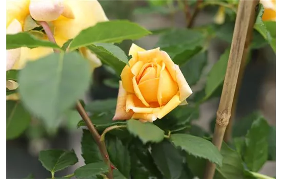 Rosa 'Golden Celebration' -R- STR VI