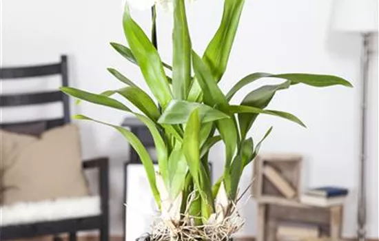 Die Königin der Zimmerpflanzen – Orchideen allgemein Die Königin der Zimmerpflanzen – Orchideen allgemein