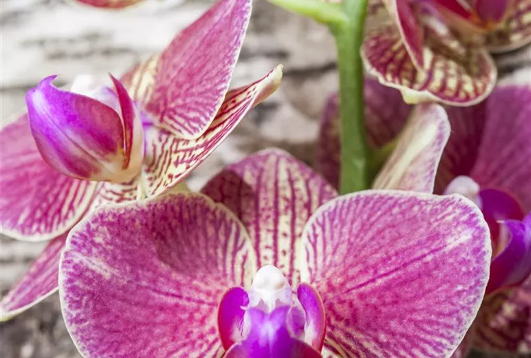 Phalaenopsis Phalaenopsis