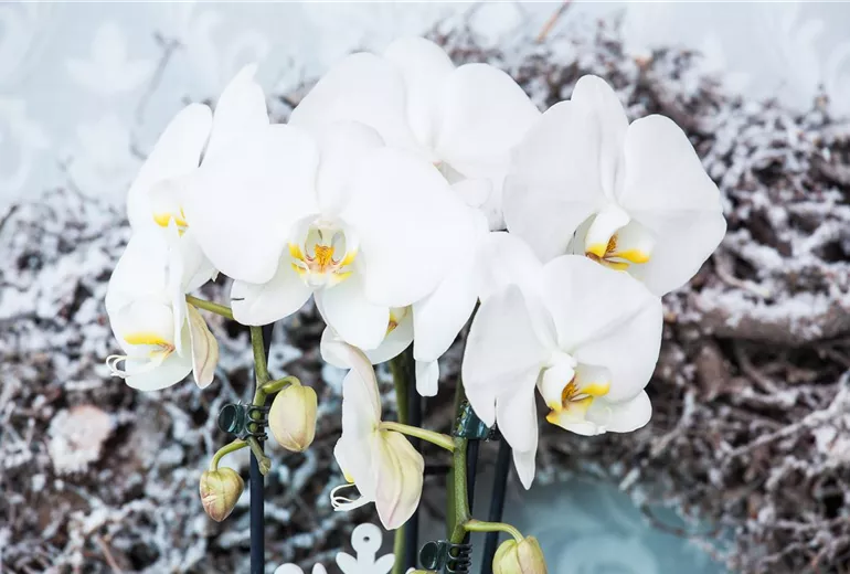 Phalaenopsis, weiß Phalaenopsis, weiß