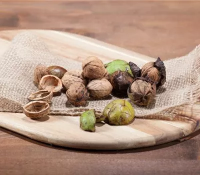 Juglans regia Juglans regia