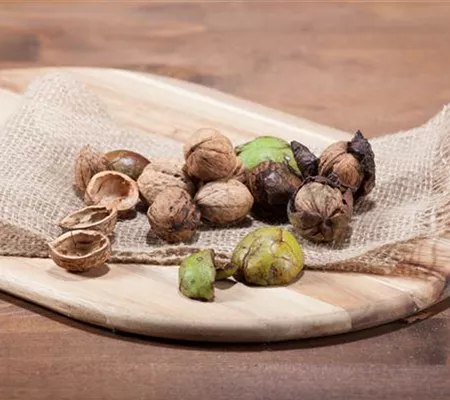 Nüsse und Schalenfrüchte aus Ihrem Garten Nüsse und Schalenfrüchte aus Ihrem Garten