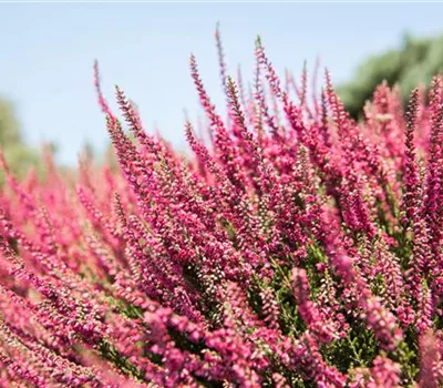 Calluna Hybr. i.S. Calluna Hybr. i.S.