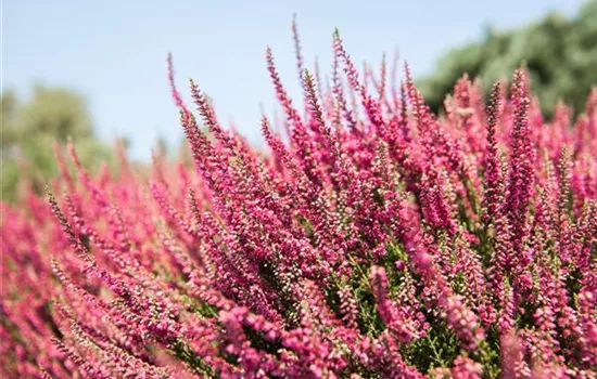 Calluna Hybr. i.S.