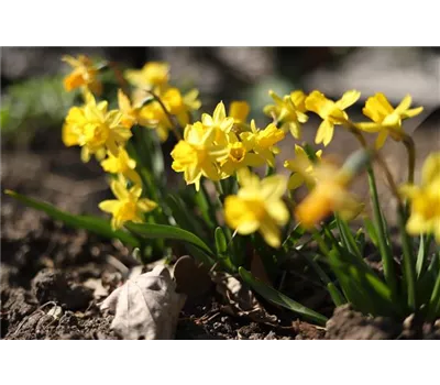 Osterglocke nieder Osterglocke nieder