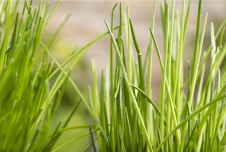 Allium schoenoprasum Allium schoenoprasum