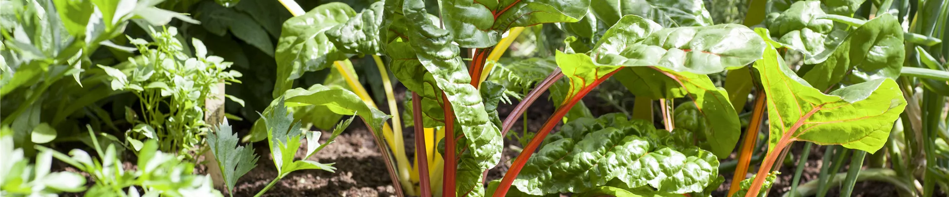 Beta vulgaris var. cicla