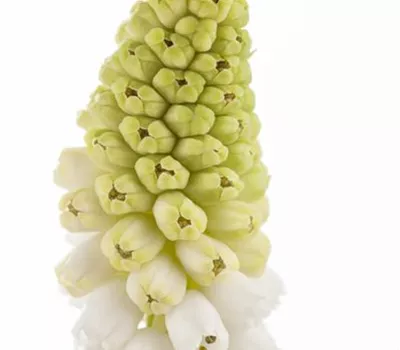 Muscari weiß Muscari weiß