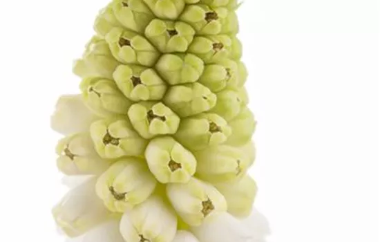 Muscari weiß