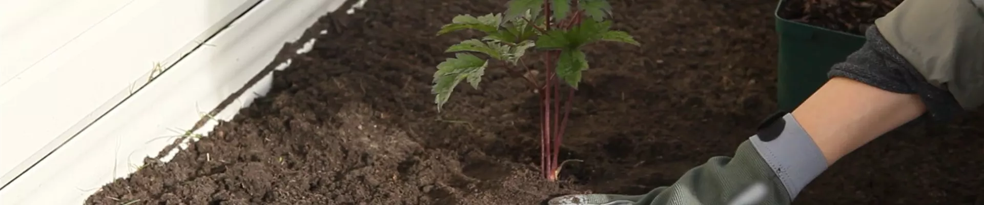 Silberkerzen - Einpflanzen Im Garten (Thumbnail)