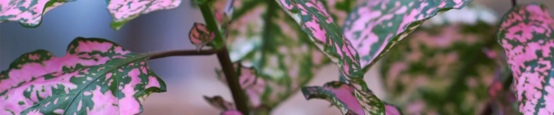 Punktblatt - Einpflanzen im Garten (Thumbnail)