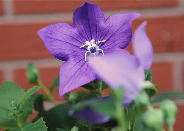 Ballonblume- Einpflanzen im Garten