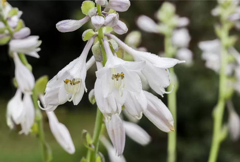Hosta Hosta