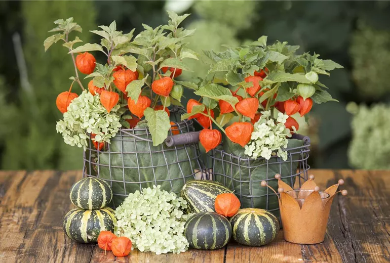 Physalis alkekengi Physalis alkekengi