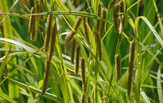 Carex pendula
