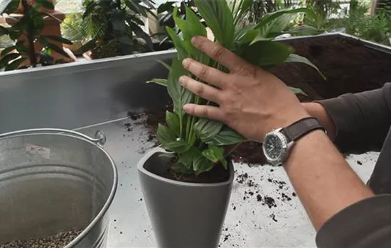 Einblatt - Einpflanzen in ein Gefäß Einblatt - Einpflanzen in ein Gefäß