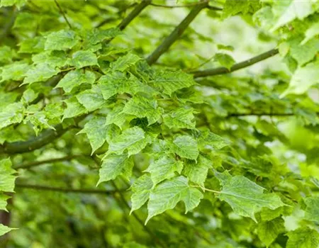 Wunderschöne Gehölze für große und kleine Hausgärten