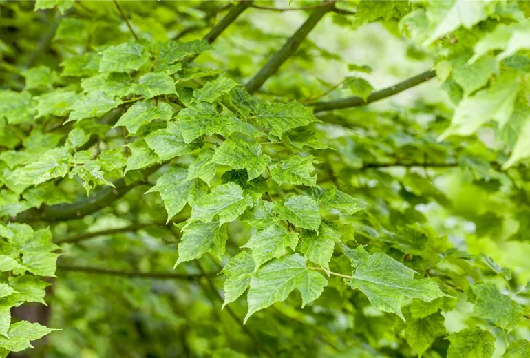 Acer davidii 'Purple Bark' Acer davidii 'Purple Bark'