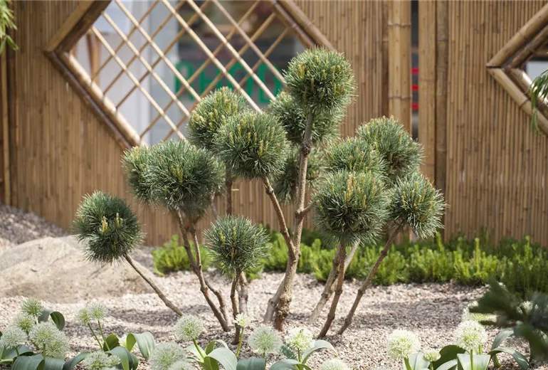 Pinus sylvestris