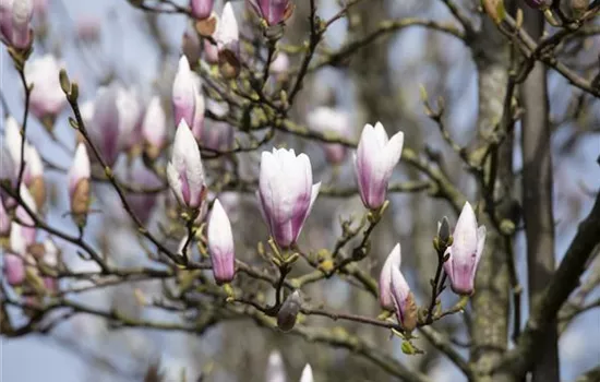 Die Magnolie – Blütenzauber im Frühling Die Magnolie – Blütenzauber im Frühling