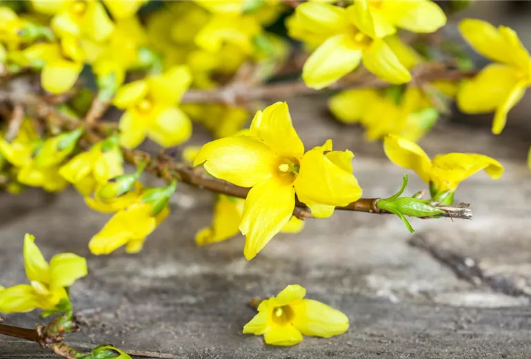 Forsythia x intermedia Forsythia x intermedia