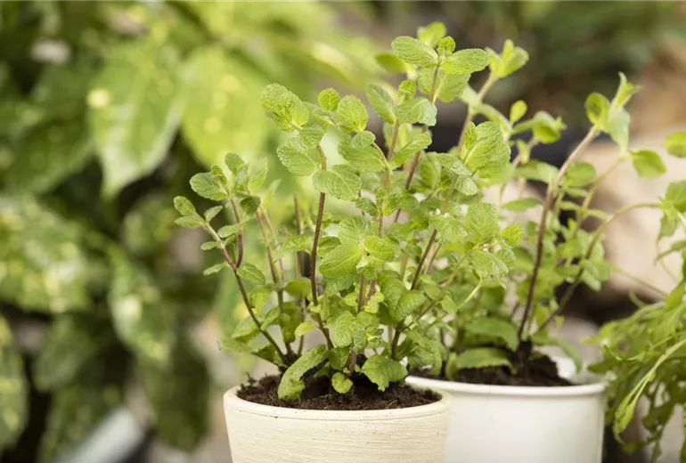 Mentha x piperita Mentha x piperita