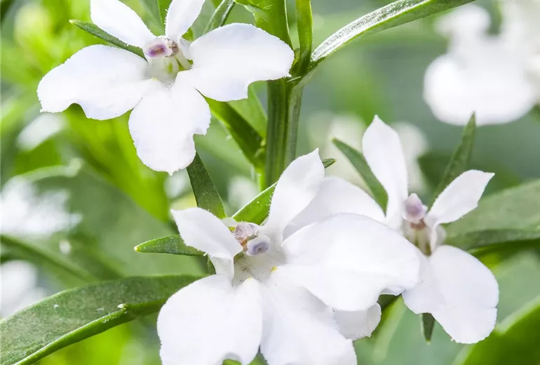 Lobelia erinus, weiß Lobelia erinus, weiß