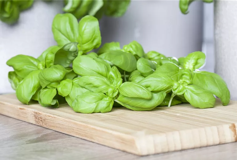 Ocimum basilicum Ocimum basilicum