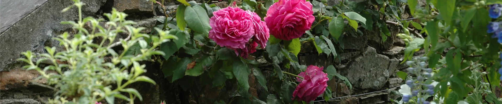 Kletterrose, pink Kletterrose, pink