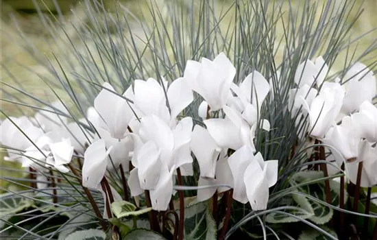 Alpenveilchen: Drinnen und draußen Alpenveilchen: Drinnen und draußen