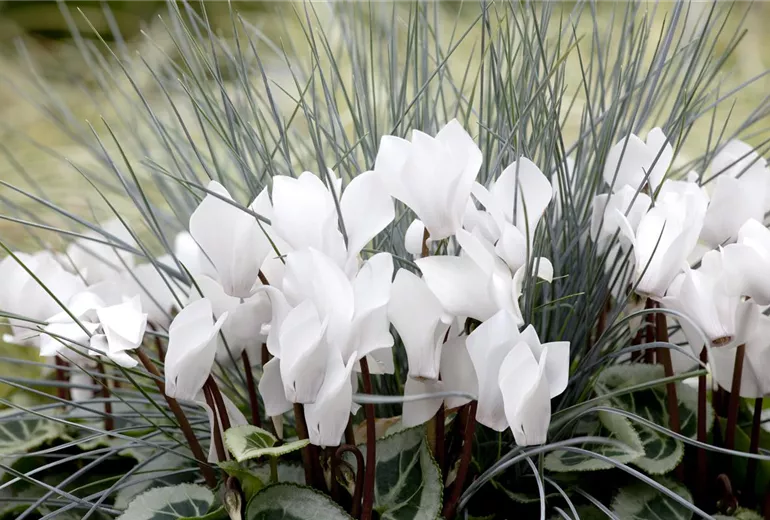Cyclamen persicum Cyclamen persicum