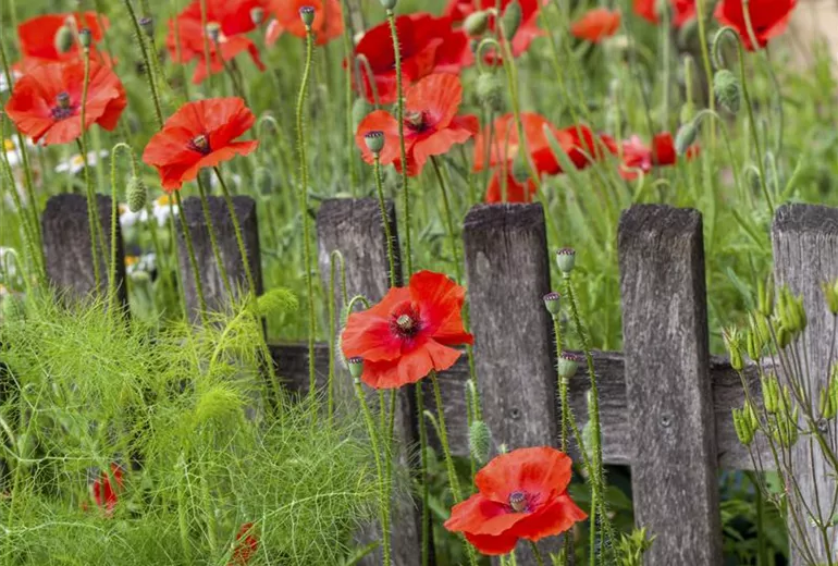 Papaver rhoeas Papaver rhoeas