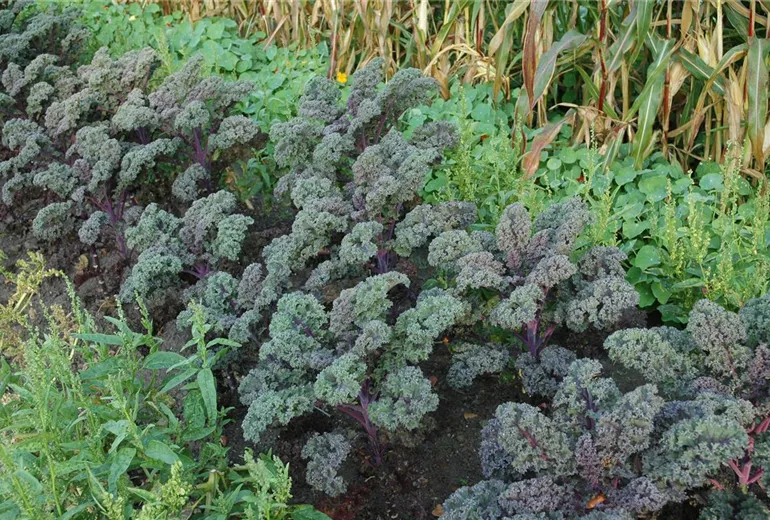 Brassica oleracea var. sabellica 'Redbor F1' Brassica oleracea var. sabellica 'Redbor F1'
