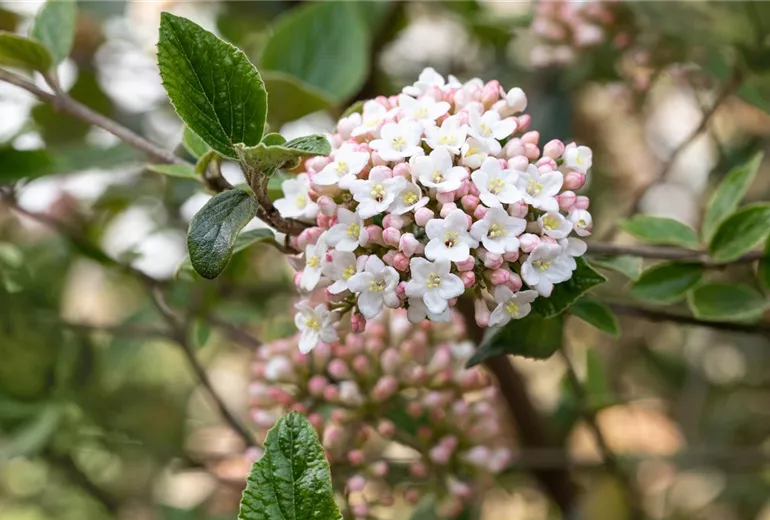 Viburnum x burkwoodii Viburnum x burkwoodii