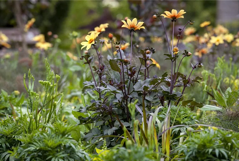 Dahlia, dunkellaubig Dahlia, dunkellaubig