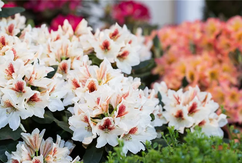 Rhododendron 'Amber Kiss' Rhododendron 'Amber Kiss'
