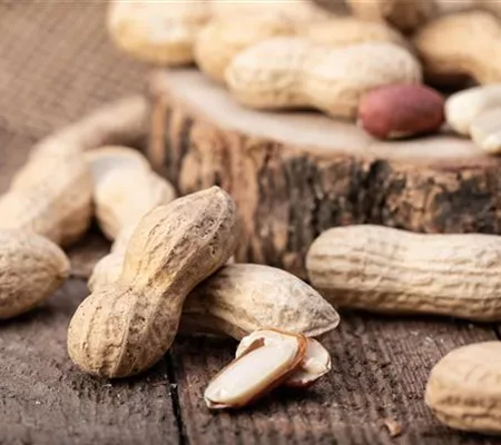 Erdnüsse im eigenen Garten 