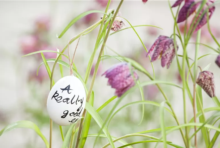 Fritillaria meleagris Fritillaria meleagris