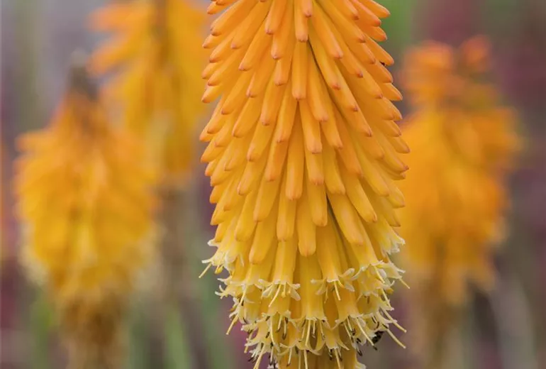 Kniphofia uvaria 'Mango Popsicle'®(s) Kniphofia uvaria 'Mango Popsicle'®(s)