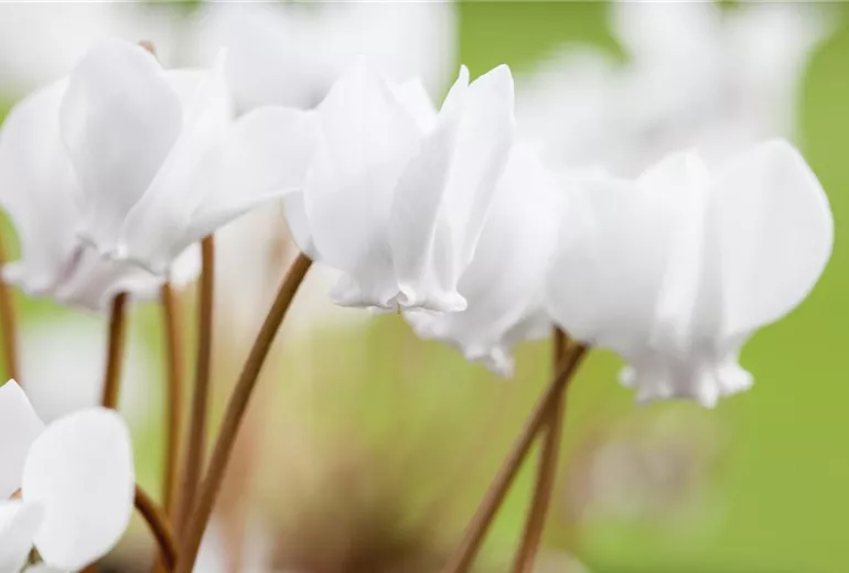 Cyclamen hederifolium 'Ive Ice White' Cyclamen hederifolium 'Ive Ice White'