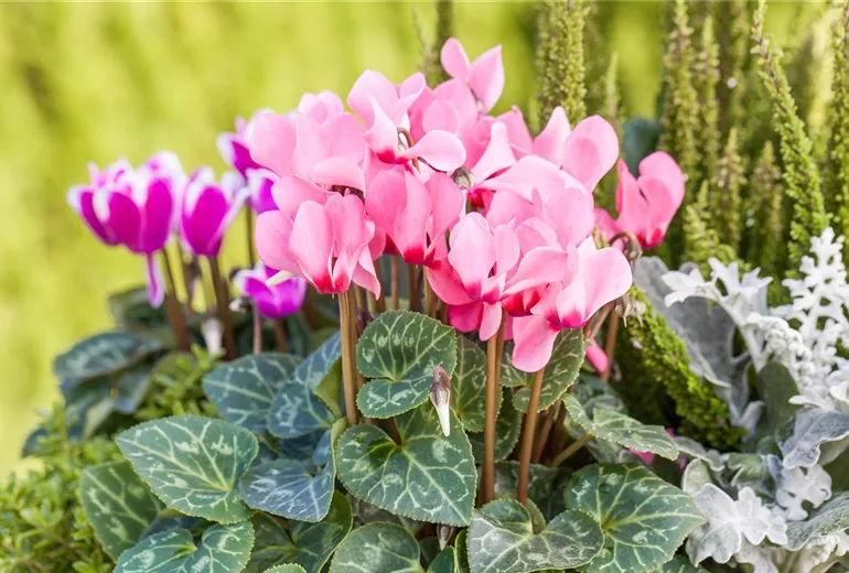 Cyclamen persicum 'Out-Land'® Cyclamen persicum 'Out-Land'®