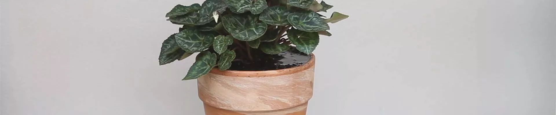 Alpenveilchen - Einpflanzen in ein Gefäß (thumbnail)