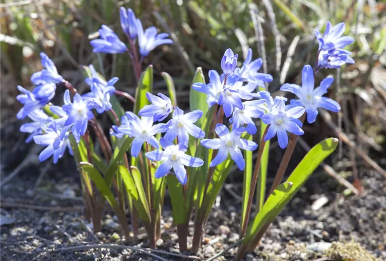 Chionodoxa forbesii 'Blue Giant'