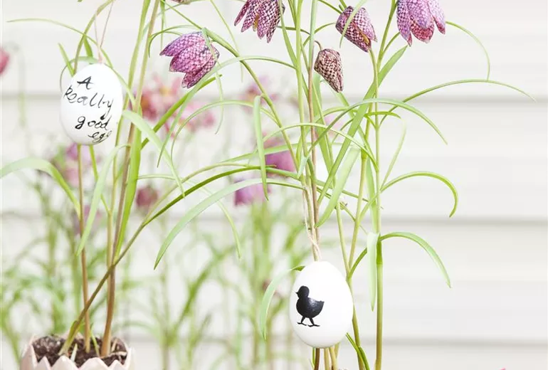 Fritillaria meleagris Fritillaria meleagris