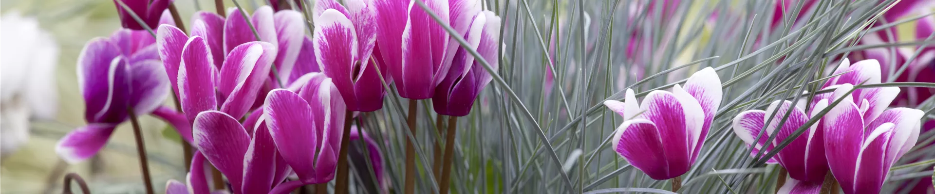 Cyclamen persicum Cyclamen persicum