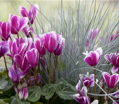 Alpenveilchen, zeitlose Klassiker  Alpenveilchen, zeitlose Klassiker