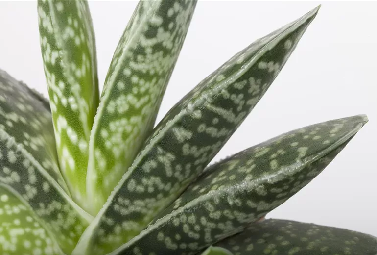 Aloe Aloe